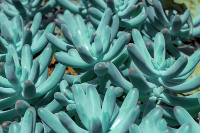 Full frame shot of succulent plant