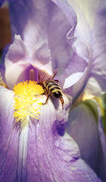 Close-up of bee on flower