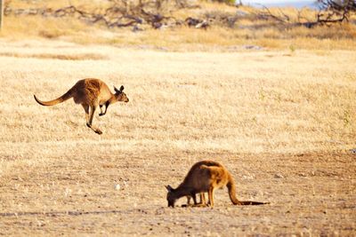 Kangaroos in the wild