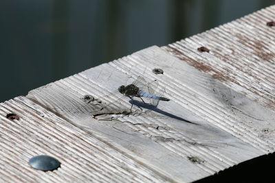 Close-up of insect on wood