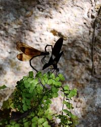 Close-up of butterfly on plant