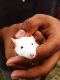 Close-up of cropped hand holding white mouse