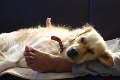 Close-up of dog sleeping at home