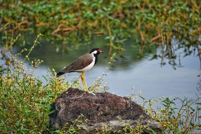 Bird perching on a lake