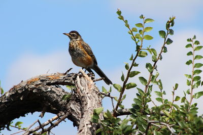 Low angle view of bird perching on tree against sky