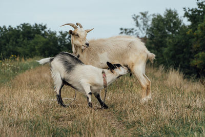 Beautiful white mother goat feeding her kid tied on the rope in the steppe on a gloomy day