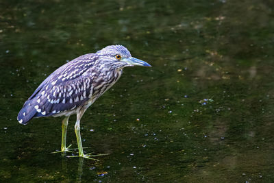 Alert bird standing in shallow water
