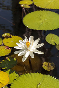 Lotus water lily in lake