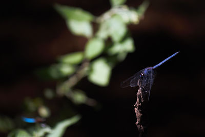 Close-up of a butterfly