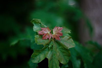 Close-up of plant in autumn leaf