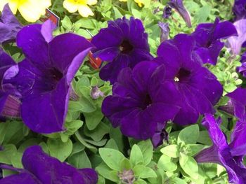 Close-up of purple flowers