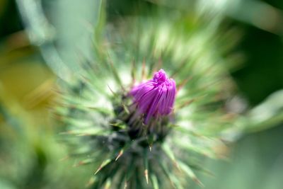 Close-up of pink flower