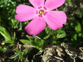 Close-up of pink flower blooming outdoors