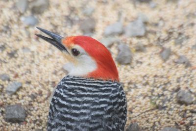 Close-up of a bird on land