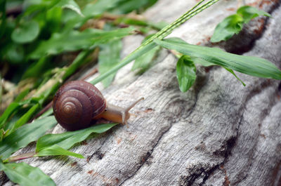 Close-up of snail on leaf