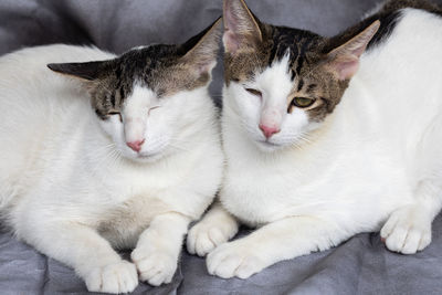 Close-up of cats resting