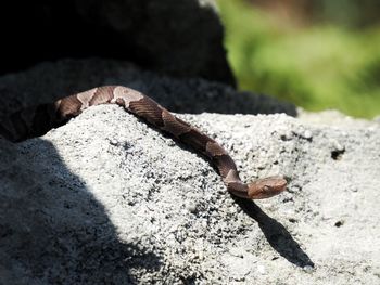 Close-up of a copperhead snake on rock