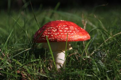 Close-up of mushroom growing on grassy field