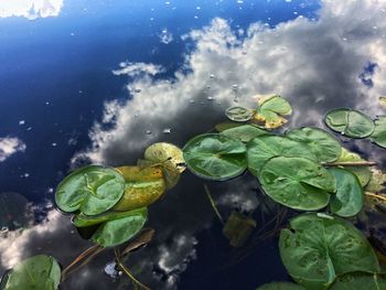 High angle view of turtle in water