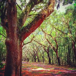 Trees in forest