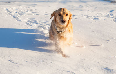 Portrait of dog on snow