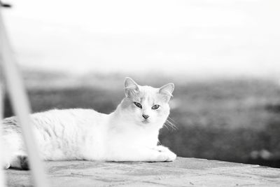 Portrait of cat sitting outdoors