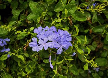 Close-up of purple flowering plant