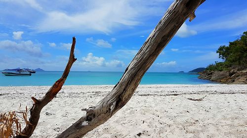 Driftwood on beach against sky
