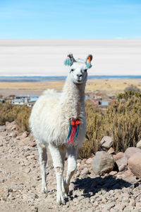 Llama on field against sky