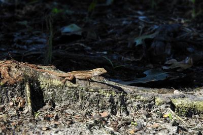 View of an animal on rock