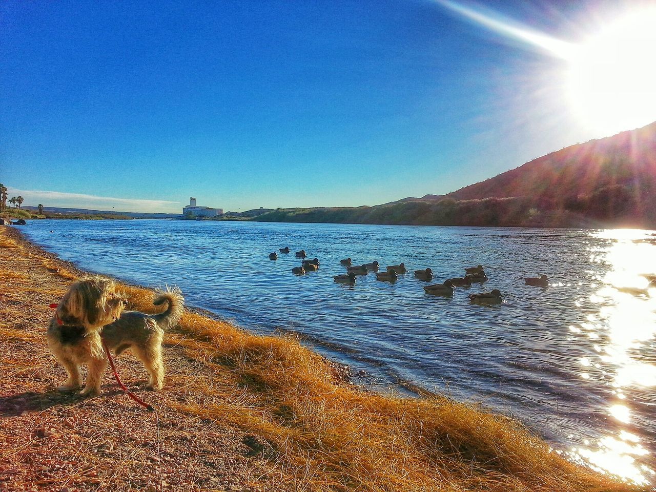 water, sun, sunlight, sunbeam, sea, beach, lens flare, tranquil scene, tranquility, scenics, clear sky, beauty in nature, blue, shore, sunny, sky, nature, sand, animal themes, reflection