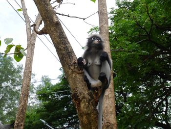 Low angle view of monkey on tree in forest