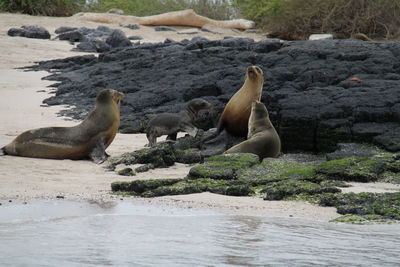 Close-up of sea lions
