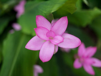 Close-up of pink flowering plant