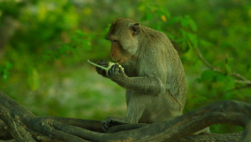 Squirrel sitting on tree branch