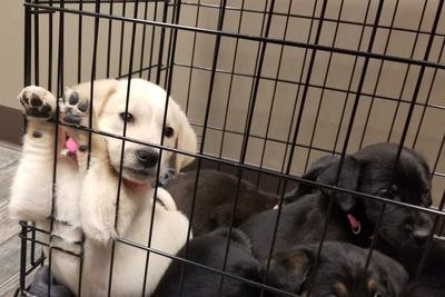 Dog sitting in cage