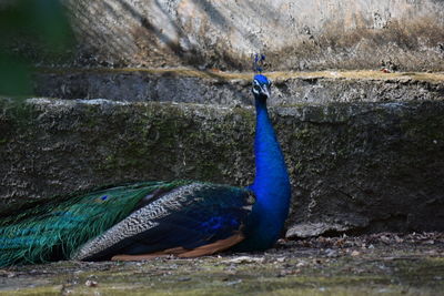 Close-up of peacock against wall