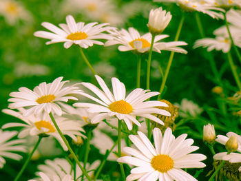 Close-up of flowers