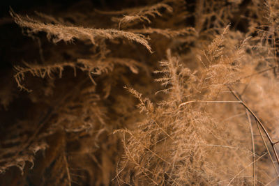 Close-up of dry plants on field