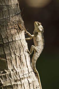 Close-up of lizard on tree trunk