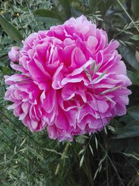 Close-up of pink rose flower