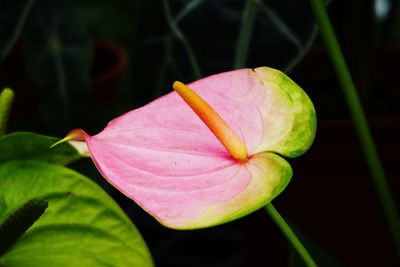 Close-up of red flower