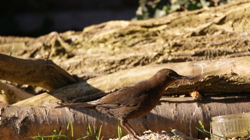 Side view of a female blackbird on rock