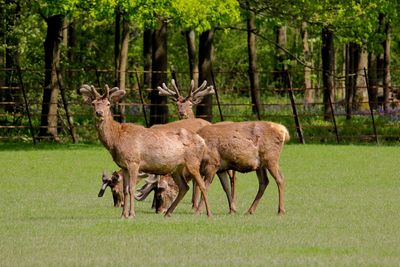 Deer grazing in forest