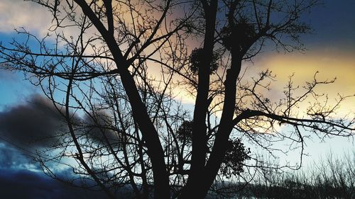 Low angle view of bare tree against sky