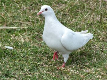 Close-up of seagull on field