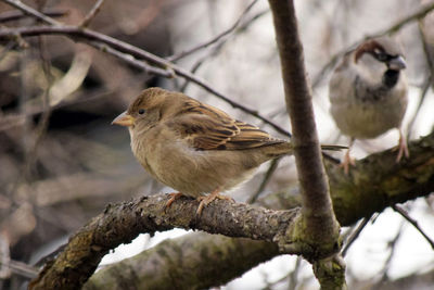 Close-up of bird perching on tree