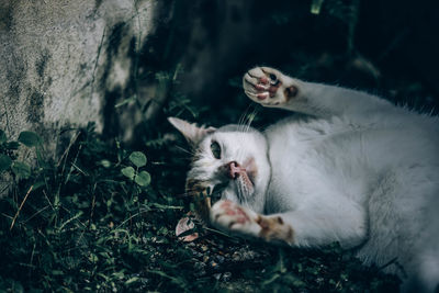 Cat relaxing on a field