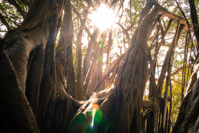 Low angle view of trees in forest