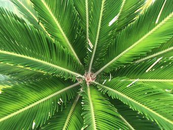 Full frame shot of palm tree leaves